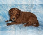 red tuxedo - Female Labradoodle Puppy for Sale - Photo #3