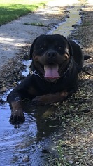 Father of the Rottweiler puppies born on 11/18/2018
