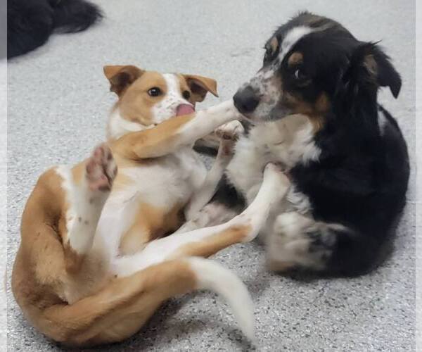 Medium Photo #19 Australian Shepherd Puppy For Sale in Highland, IL, USA