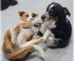Small #18 Australian Shepherd