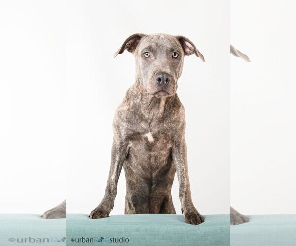 Medium Photo #1 American Pit Bull Terrier-German Shepherd Dog Mix Puppy For Sale in Tampa, FL, USA