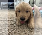 Small #21 Golden Retriever