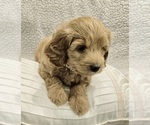 Small Photo #2 Goldendoodle (Miniature) Puppy For Sale in EAGLE MOUNTAIN, UT, USA