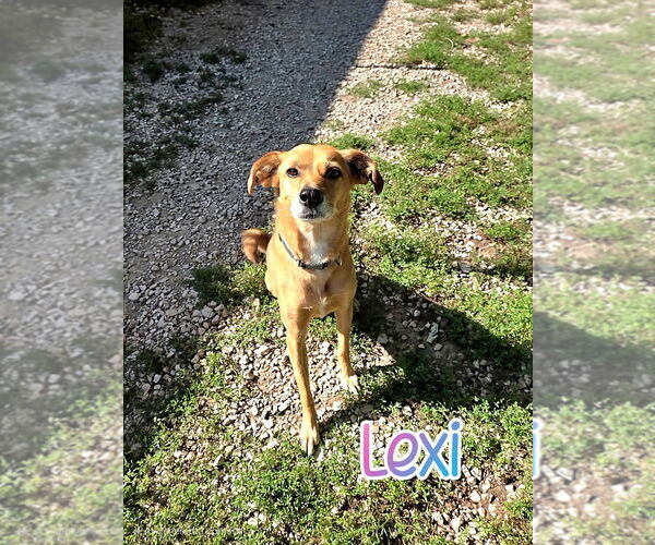Medium Photo #5 Golden Retriever-Retriever  Mix Puppy For Sale in Port Clinton, OH, USA