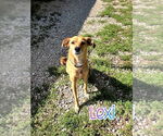 Small #4 Golden Retriever-Retriever  Mix