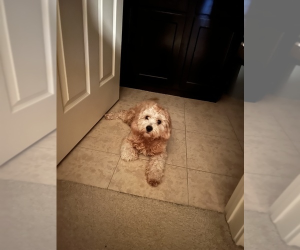 Medium Photo #1 Cavapoo Puppy For Sale in KALAMAZOO, MI, USA