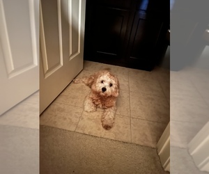 Father of the Cavapoo puppies born on 05/02/2025