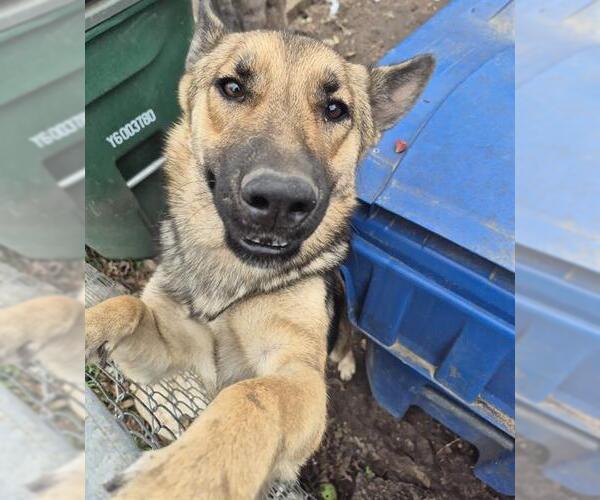 Medium Photo #1 German Shepherd Dog-Unknown Mix Puppy For Sale in San Antonio, TX, USA