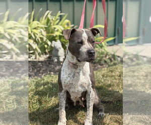 Pointer-Unknown Mix Dogs for adoption in Batavia, NY, USA