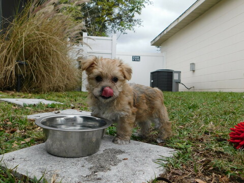 Medium Photo #22 Morkie Puppy For Sale in ORLANDO, FL, USA