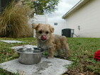 Small Photo #22 Morkie Puppy For Sale in ORLANDO, FL, USA