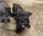 Small Photo #16 Cane Corso Puppy For Sale in DONEGAL, PA, USA