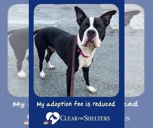 Mutt Dogs for adoption in Brewster, MA, USA