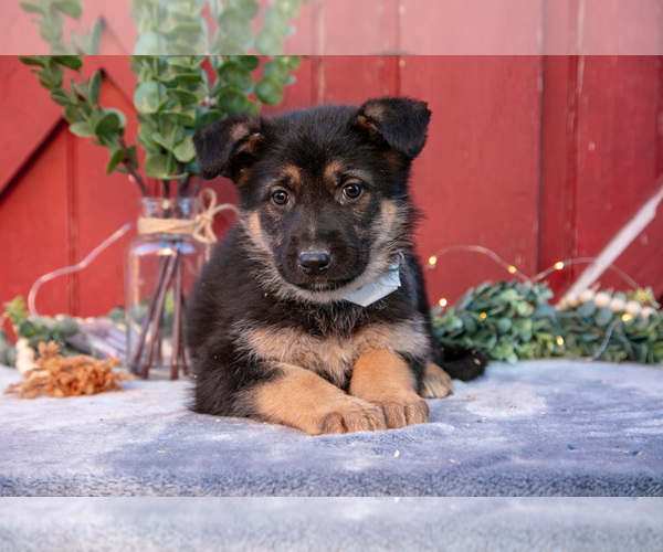 Medium Photo #21 German Shepherd Dog Puppy For Sale in GREENWICH, OH, USA