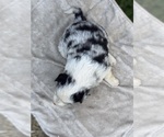 Puppy BlueMerlePuppy8 Border Collie