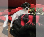 Small Photo #2 Chihuahua-Unknown Mix Puppy For Sale in The Woodlands, TX, USA