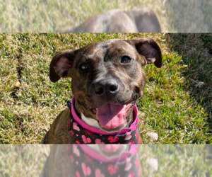 American Staffordshire Terrier-Plott Hound Mix Dogs for adoption in Tampa, FL, USA