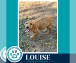 Small Photo #4 Golden Retriever-Unknown Mix Puppy For Sale in Kimberton, PA, USA