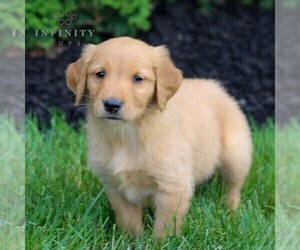 Golden Retriever Puppy for Sale in LITITZ, Pennsylvania USA