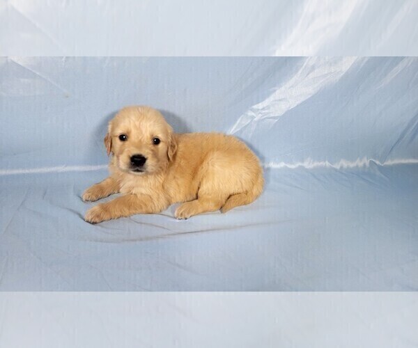 Medium Photo #3 Golden Retriever Puppy For Sale in FALCON, CO, USA