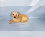 Small #2 Golden Retriever