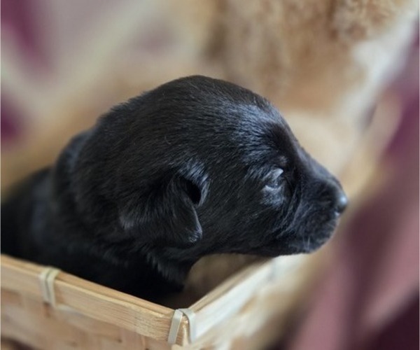 Medium Photo #47 Borador Puppy For Sale in FORTUNA, CA, USA