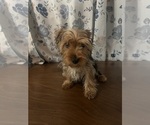 Small Photo #4 Yorkshire Terrier Puppy For Sale in DURHAM, CT, USA