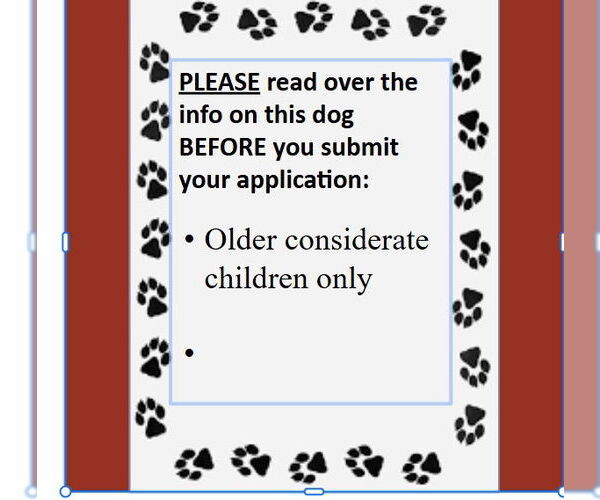 Medium Photo #4 Border Collie-Unknown Mix Puppy For Sale in Fargo, ND, USA