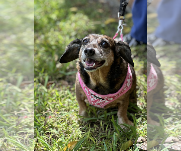Medium Photo #2 Dachshund Puppy For Sale in Weston, FL, USA