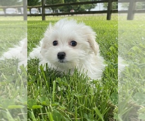 Maltese Puppy for sale in CANOGA, NY, USA