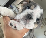 Small Photo #2 English Bulldog Puppy For Sale in MISSION VIEJO, CA, USA