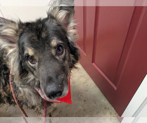 Medium Photo #9 German Shepherd Dog-Unknown Mix Puppy For Sale in Orange Grove, TX, USA
