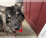 Small #8 German Shepherd Dog Mix