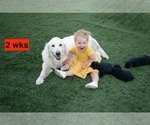 Small #3 Australian Retriever