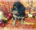Small Photo #15 Australian Shepherd-Cavalier King Charles Spaniel Mix Puppy For Sale in HOWLAND, OH, USA