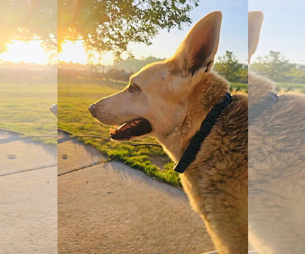 Medium Photo #7 Mutt Puppy For Sale in Germantown, OH, USA
