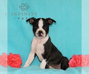 Boston Terrier Puppy for sale in NOTTINGHAM, PA, USA