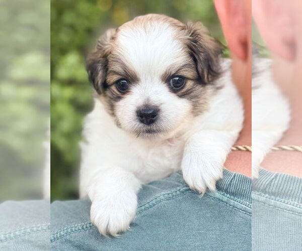 Medium Photo #2 Papillon-Unknown Mix Puppy For Sale in Corona, CA, USA