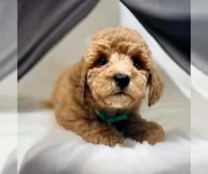 ShihPoo Puppy for sale in DUNDEE, OH, USA