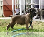 Small Photo #13 Cane Corso Puppy For Sale in SOUTH GATE, CA, USA
