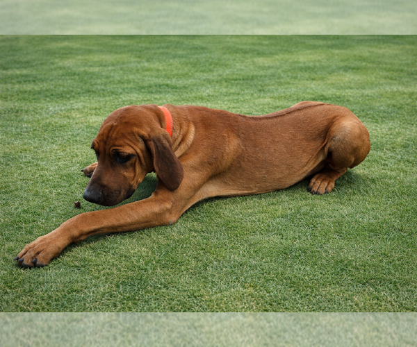 Medium Photo #2 Rhodesian Ridgeback Puppy For Sale in HIGHLANDS, TX, USA