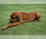 Small #1 Rhodesian Ridgeback