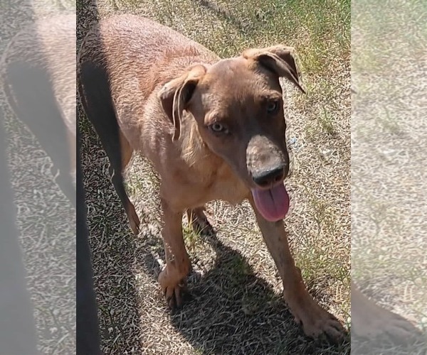 Medium Photo #8 American Pit Bull Terrier-Labrador Retriever Mix Puppy For Sale in Minneapolis, MN, USA