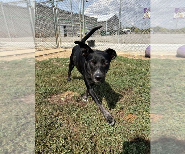 Medium Photo #3 Mutt Puppy For Sale in Pierceton , IN, USA