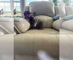 Small #6 French Bulldog