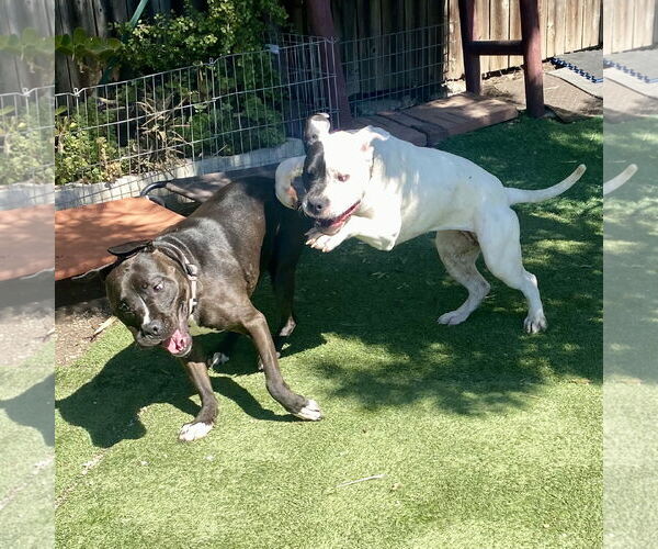 Medium Photo #4 Bullypit Puppy For Sale in Berkeley, CA, USA