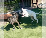 Small #3 Bullypit