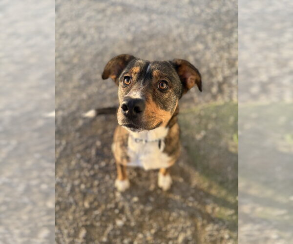Medium Photo #5 Catahoula Leopard Dog-Unknown Mix Puppy For Sale in Evansville, IN, USA