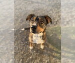 Small #4 Catahoula Leopard Dog Mix