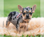 Small #3 French Bulldog